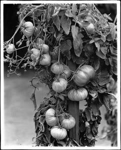 Tomatos on the vine