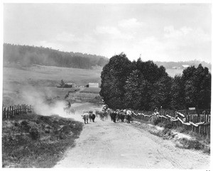 Cattle being driven on a road to Point Lobos from Pacific Grove, Monterey, California, 1901