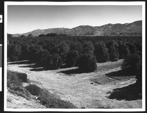 Elevated view of citrus groves along Route 126 between Fillmore and Piru, Ventura County, ca.1950-1980