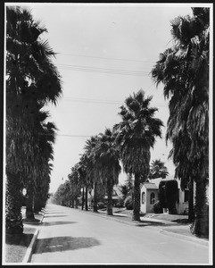 Palm-lined street with small Spanish Colonial homes, ca.1920-1929