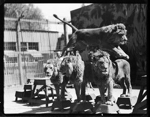 A lion leaping over three other lions, whom stand on elevated platforms, at Gay's Lion Farm, ca.1936