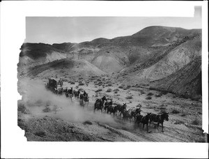 Twenty-mule team hauling borax out of Death Valley to the railroad, ca.1900