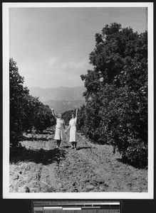 Citrus grove and two girls in California, ca.1930