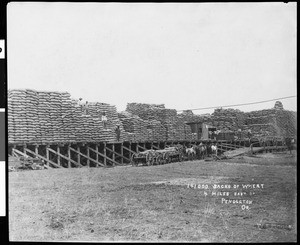 A view of 141,000 sacks of wheat, located 4 miles east of Pendleton, Oregon