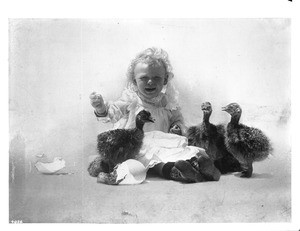 Little girl sitting with baby ostriches, South Pasadena, ca.1900