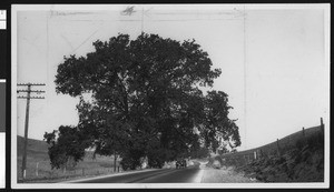 Car driving down a stretch of paved road beneath an oak tree