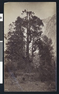 View of Erin's Harp cedar tree in Yosemite National Park, ca.1920