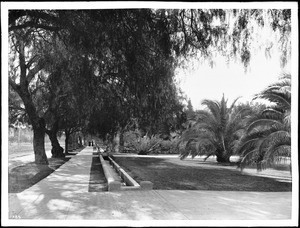 Figueroa Street with zanja (irrigation channel) parallel to sidewalk, ca.1906