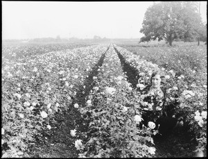 A seated woman, with a bouquet of roses in her arm, in a field of roses