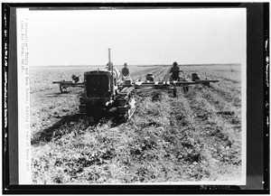 Caterpillar thirty and bean cutter, cutting 12 rows of beans each time, Rio Vista, California