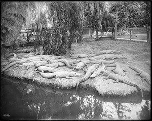 Four-year old alligators sunning at an alligator farm, possibly the California Alligator Farm, Los Angeles, ca.1900