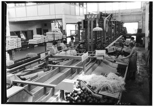 Interior view of a calavo packing house, CMD, July 1932