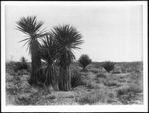 Several yucca plants on the Colorado Desert (Imperial Valley?)