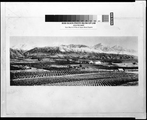 Birdseye view of citrus orchards at the base of a snow-capped mountain range