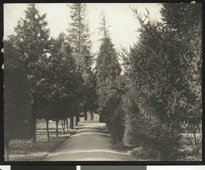 Walkway lined by cypress, redwood, and cedar trees in Red Bluff, 1900-1940