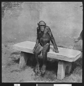 Chimpanzee "Mary" sitting on a bench with a pipe, ca.1940