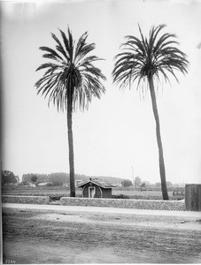 Two old date palm trees near an adobe building in Ventura, originally planted by Franciscan missionaries, ca.1903-1920