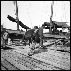 Dock worker "Coolie" loading a whole boar onto a barge, China, ca.1900