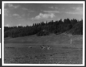 Group of mule deer in a meadow near the V.T. Ranch on the Kaibab Plateau, northern Arizona