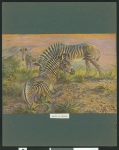 Color drawing depicting Grevey's zebras, by H