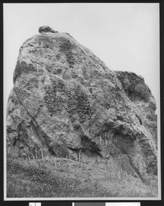 Nests of Mud Martins found in the granite rock approximately thirty feet high in San Luis Obispo County, August 1938