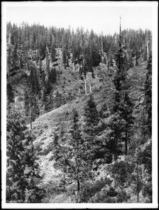 Natural growth of young pine after forest fire, ca.1900