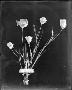 Specimen of a Mariposa lily, ca.1920