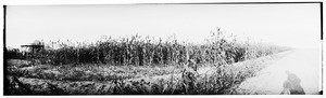 Panoramic view of a corn field in the Imperial Valley