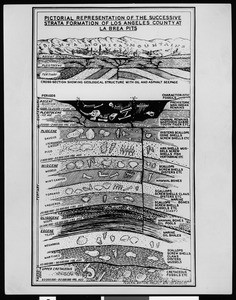 LaBrea Tar Pits strata chart, 1938