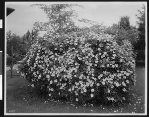 Cherokee rose hedge, Los Angeles, ca.1920