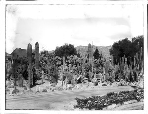 Cactus garden at Riverside, California, ca.1920