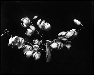 Close-up of a specimen of the blossoms of the chaparral yucca (Yucca whipplei)