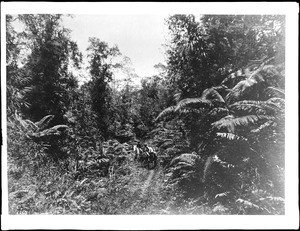 Two men on horses in the midst of huge Hawaiian tree ferns, 1907