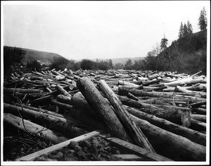 Logs moving down a stream (or a log jam?), California, ca.1900