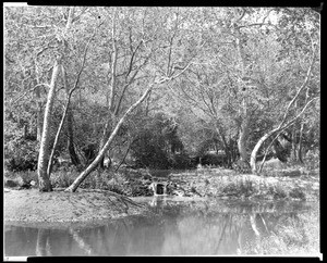 View of Stone Canyon, above the Bel-Air Hotel, showing ponds and trees