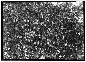 Close-up of oranges and blossoms, February 27, 1931