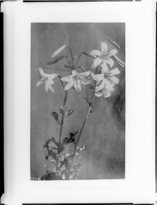 Specimen of a Washington Lily, native of Oregon, ca.1920