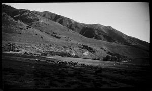 View of a dog herding goats in a field near Mono Lake