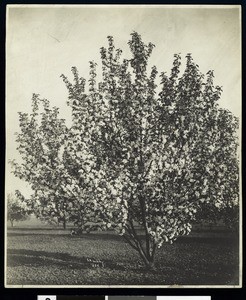 Apple tree in bloom