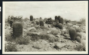 Barrel cacti on rocky desert terrain