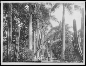 Cactus and palms in the park at Queen's Hospital, Honolulu, Hawaii, 1907