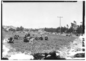 People picking flowers in a large field by the side of a road