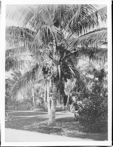 A cocoanut palm tree growing in a lawn, Hawaii, ca.1920