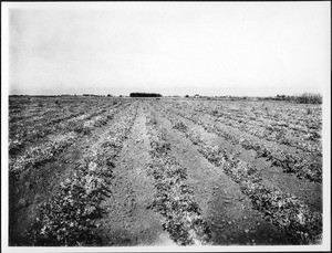 Field of sugar beets, Oxnard, ca.1900