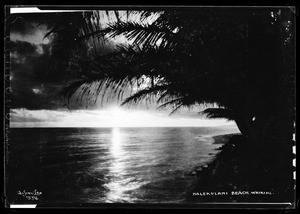 Large ocean view with a large palm tree in right foreground, Waikiki, Hawaii