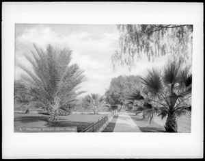 Manicured yards and palm trees lining Figueroa Street near Adams Boulevard, Los Angeles, 1887