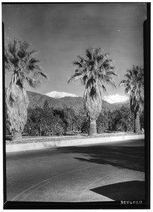 Palm trees, orange groves with snowcapped mountains in background in Azusa, January 9, 1931