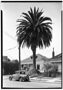 World's Fair palm tree on West Twelth Street, showing automobile, July 1936