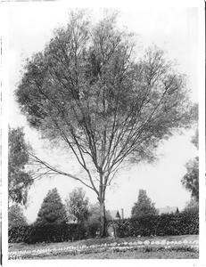 Acacia tree (Acacia Floribunda) in Westlake Park (later MacArthur Park), ca.1920