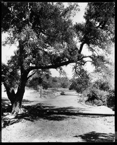 View of Beverly Boulevard, ca.1923